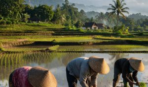 Potret Petani Pedesaan Sedang Menanam Bibit Padi_